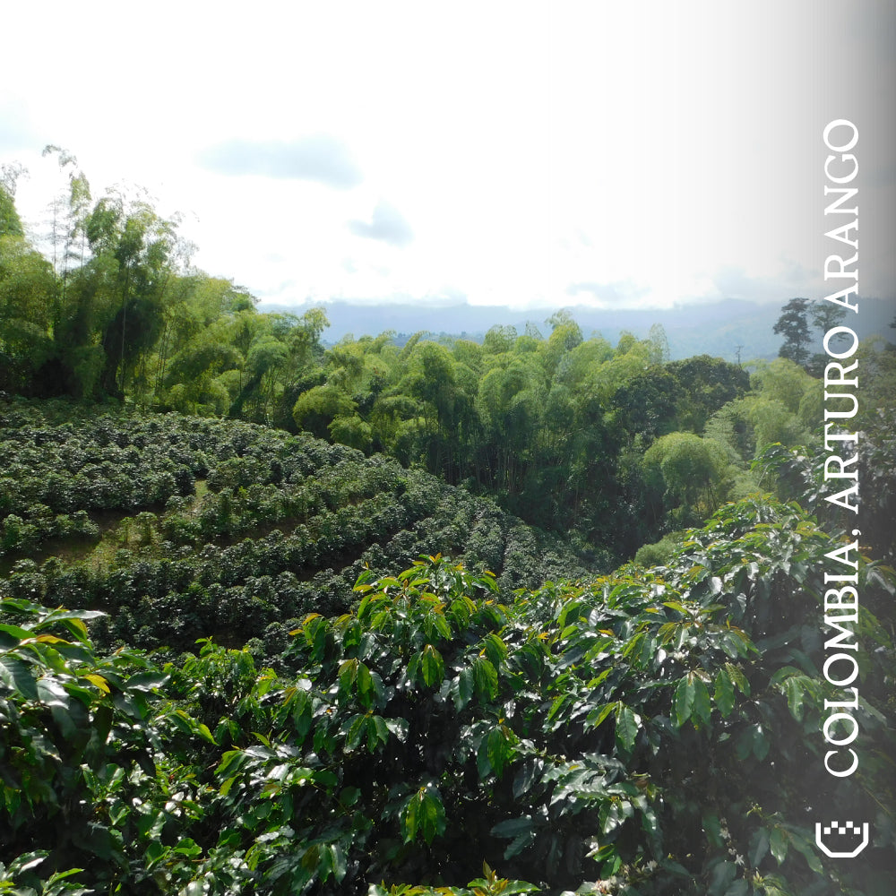 Colombia, Arturo Arango - Single Origin Espresso
