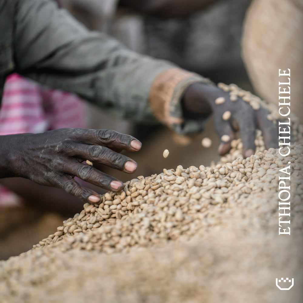 Close-up of hands sorting coffee beans from a large sack, with vertical text reading 'ETHIOPIA CHELCHELE' on the right side.