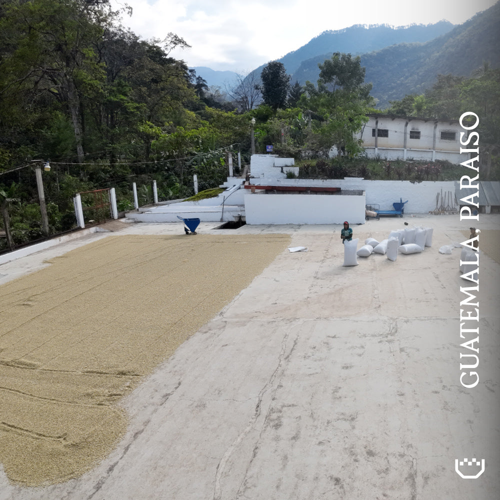 Guatemala Paraiso - Single Origin Espresso