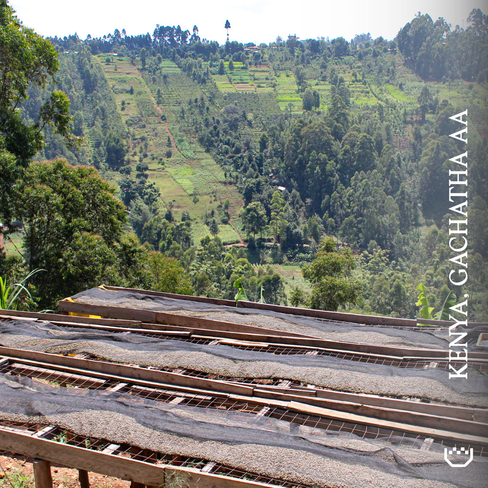 Kenya Gachatha AA - Single Origin Espresso