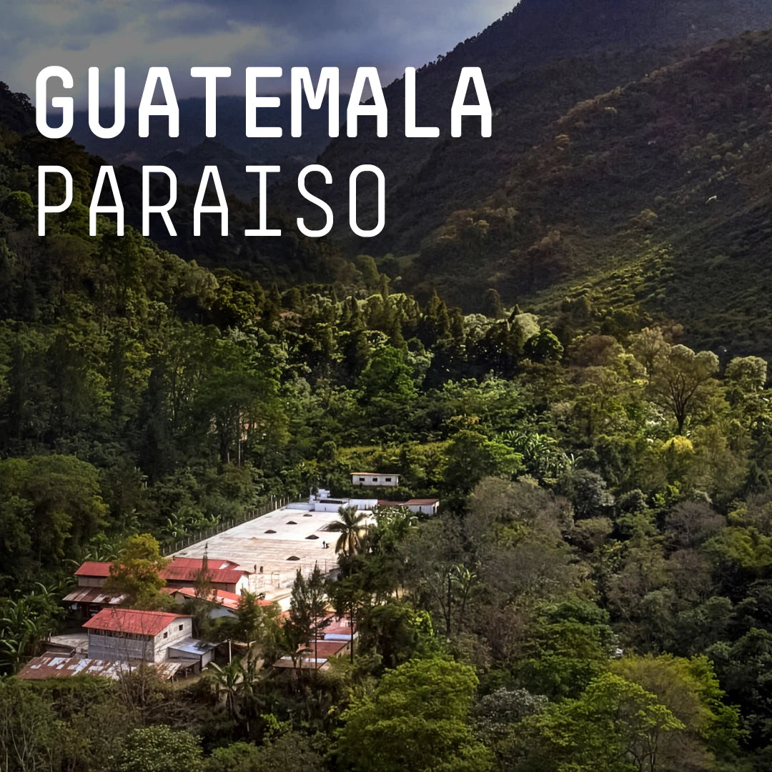 Guatemala Paraiso  - Single Origin Filter