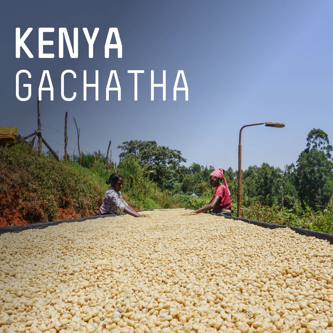 Kenya Gachatha AA  - Single Origin Filter